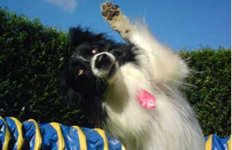 Canil Zawadski Kennel - Foto 1