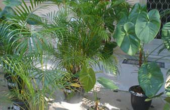 Abigail Soares Pinto Flores - Foto 1