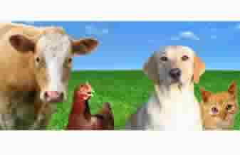 Clínica Veterinária Regional - Foto 1